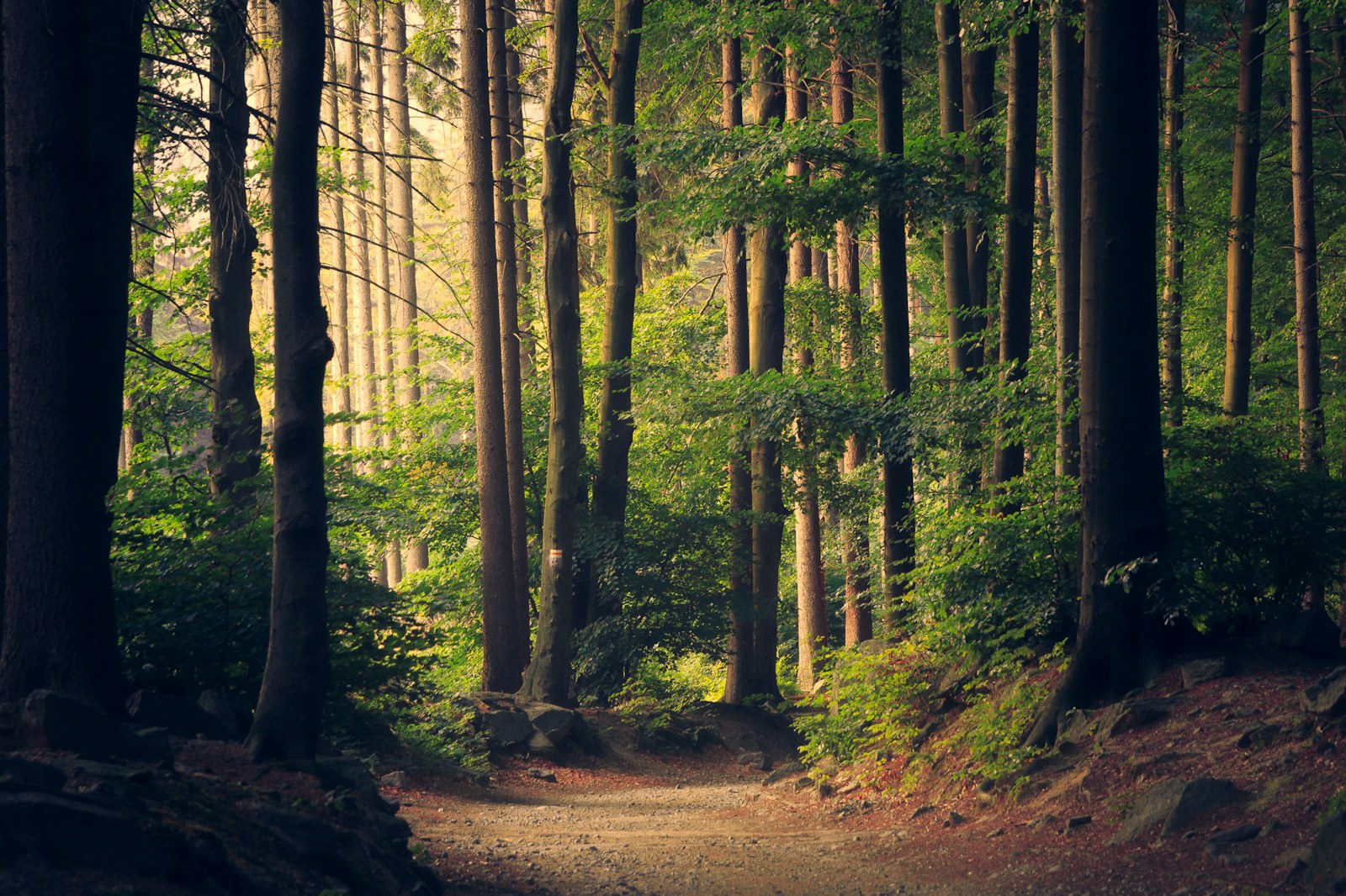 Sunlight filtering through tall forest trees